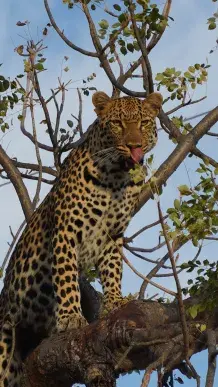 Leopard in a tree