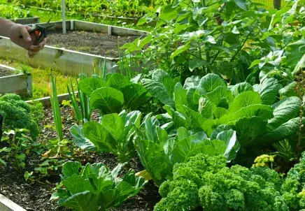 veg shot