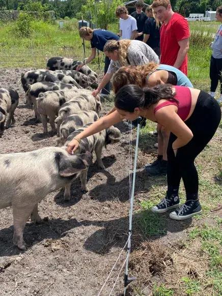 Students pet pigs.