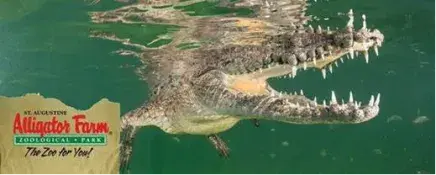 Alligator Farm graphic