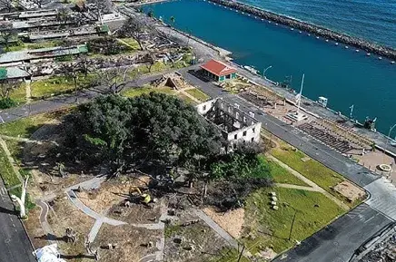 Aerial shot of large trees near a building