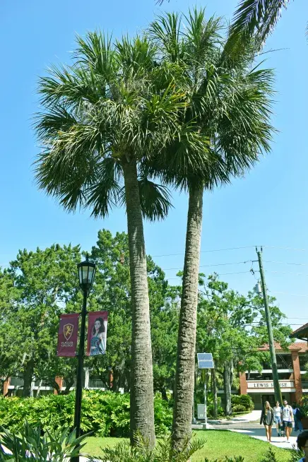 Sabal (Date) Palms near Kenan Paza