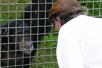 Dr. Andrew Halloran looking at Vanilla the Chimp