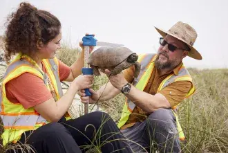 A professor helps a student measure a gopher tortoise.