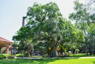 Oak Tree nearest the West Lawn Gazebo