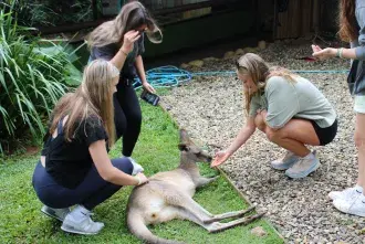 Students feeding kangaroo in Australia