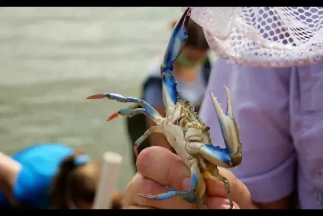 A picture of a blue crab from the waters around Saint Augustine, Fla.