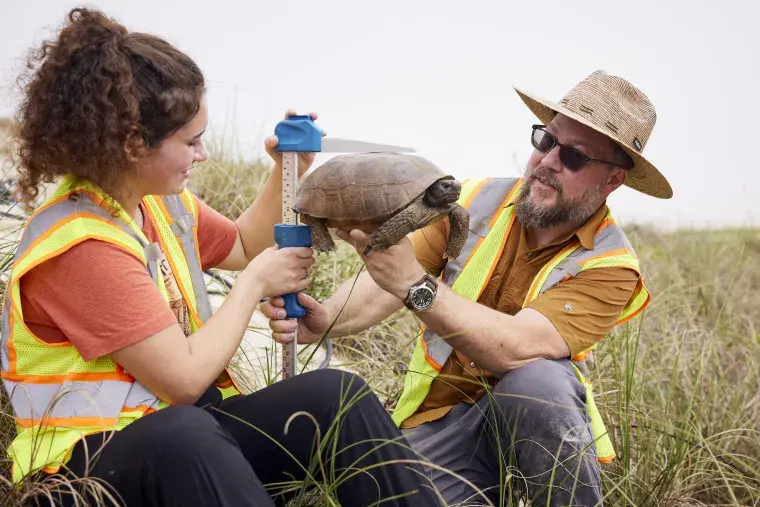 A professor helps a student measure a gopher tortoise.