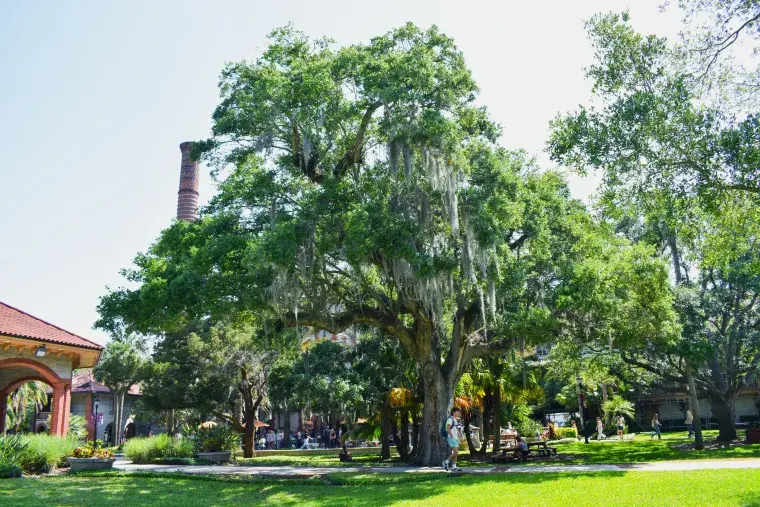 Oak Tree nearest the West Lawn Gazebo