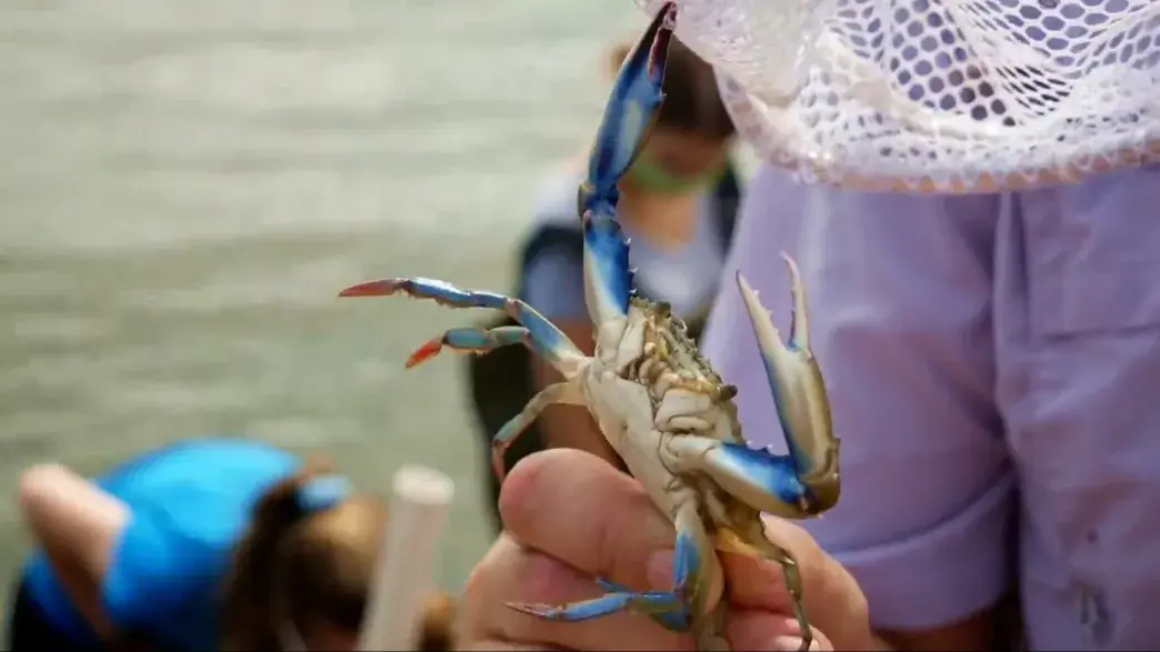 A picture of a blue crab from the waters around Saint Augustine, Fla.