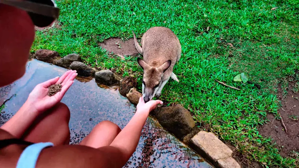 Student feeding a baby kangaroo
