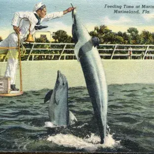 Illustration of sailor feeding a dolphin