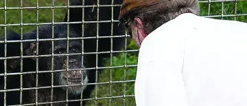 Dr. Andrew Halloran looking at Vanilla the Chimp
