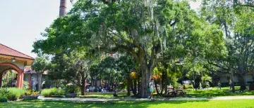Oak Tree nearest the West Lawn Gazebo