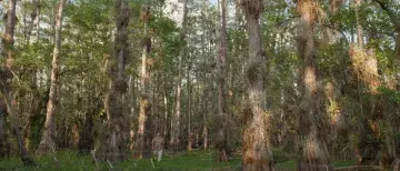 River of Grass directed by Sasha Wortzel