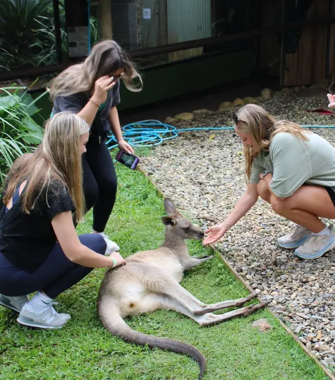 Students feeding kangaroo in Australia