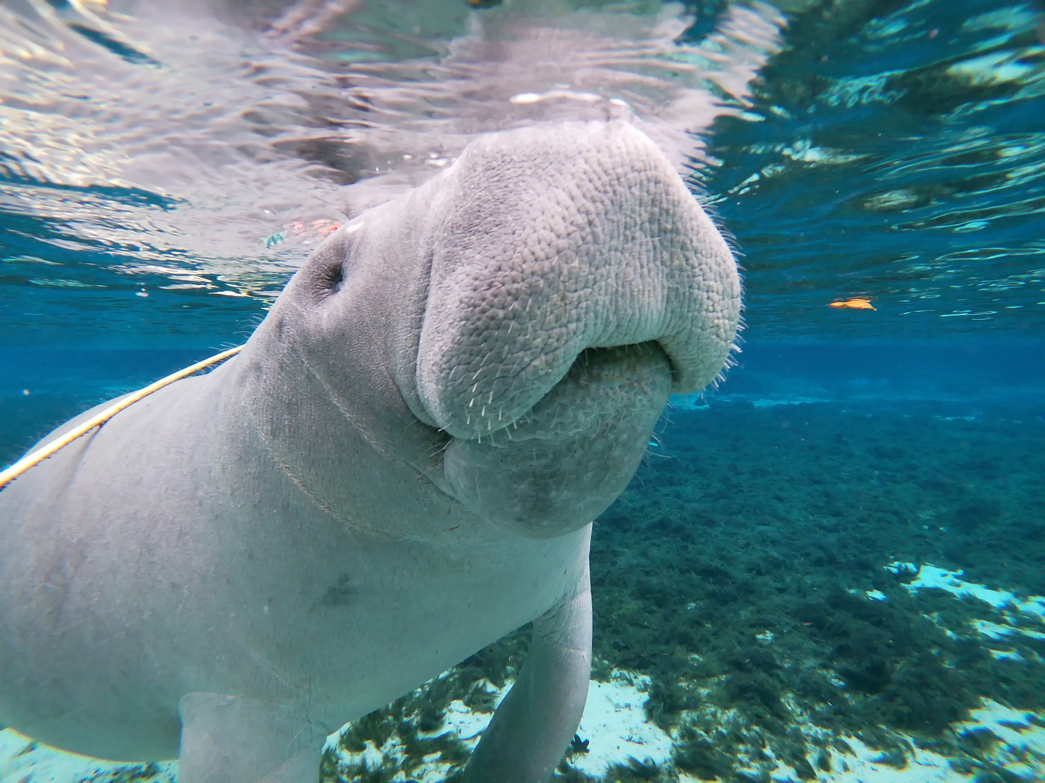 Manatee floating in the water