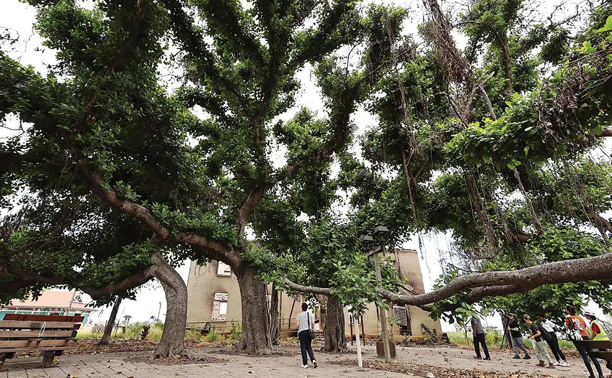 Wide shot of a large tree with people standing underneath it