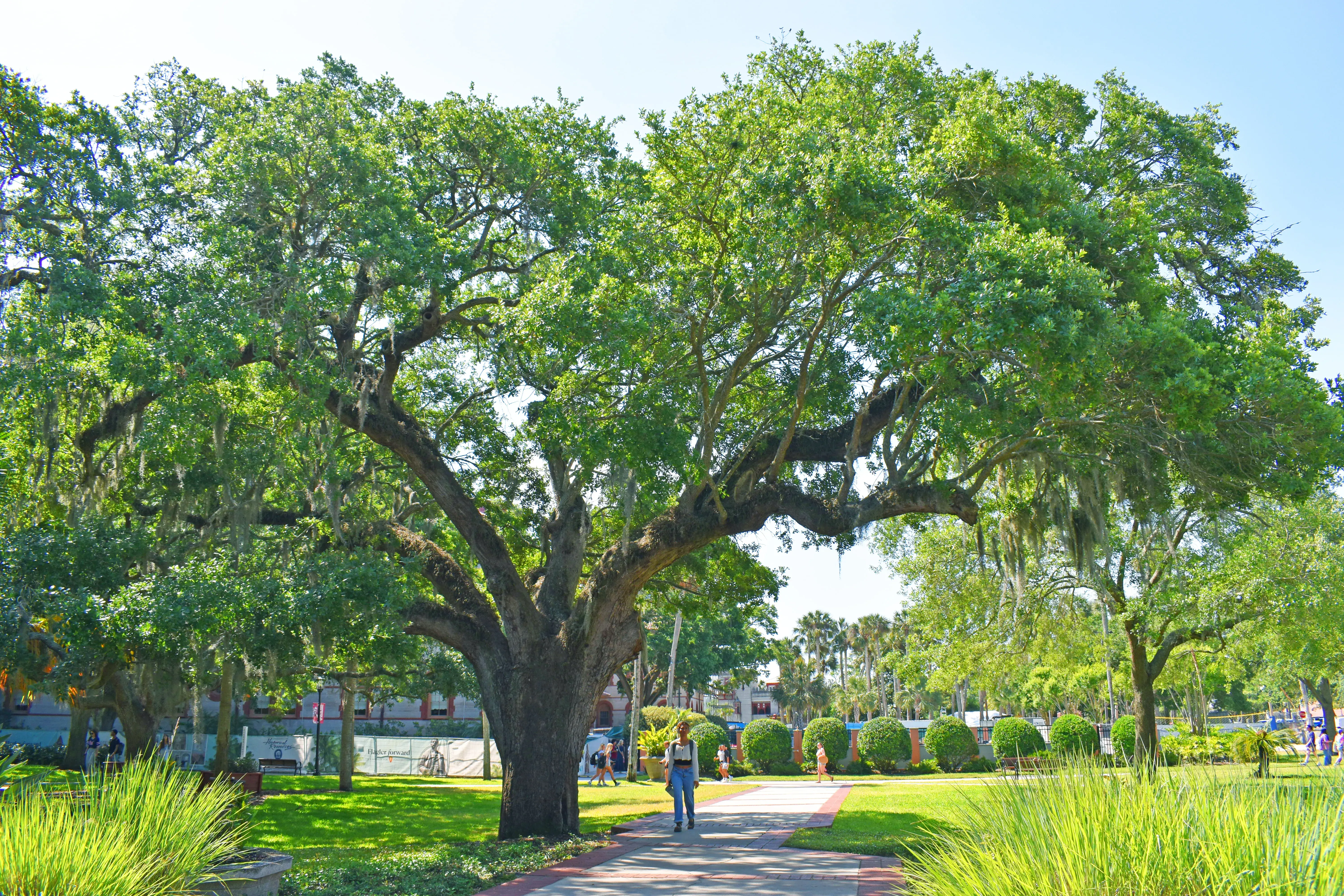 Sideview of the West Lawn Live Oak tree