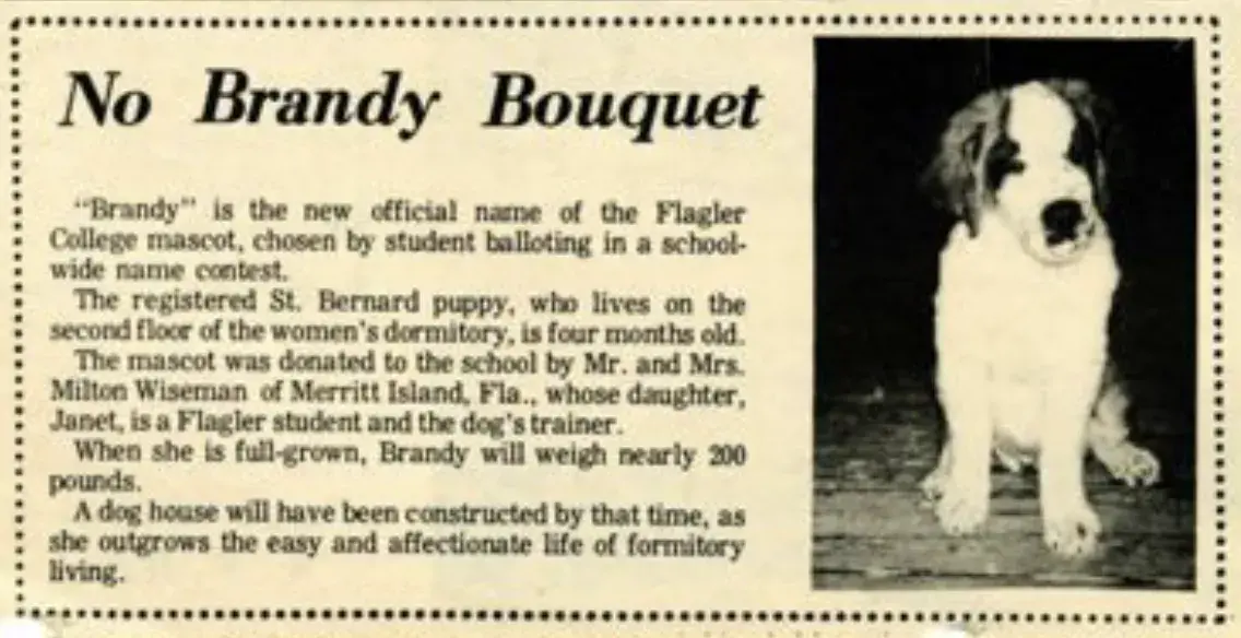 Gargoyle Article clipping describing Flagler's first mascot, brandy the st. bernard puppy