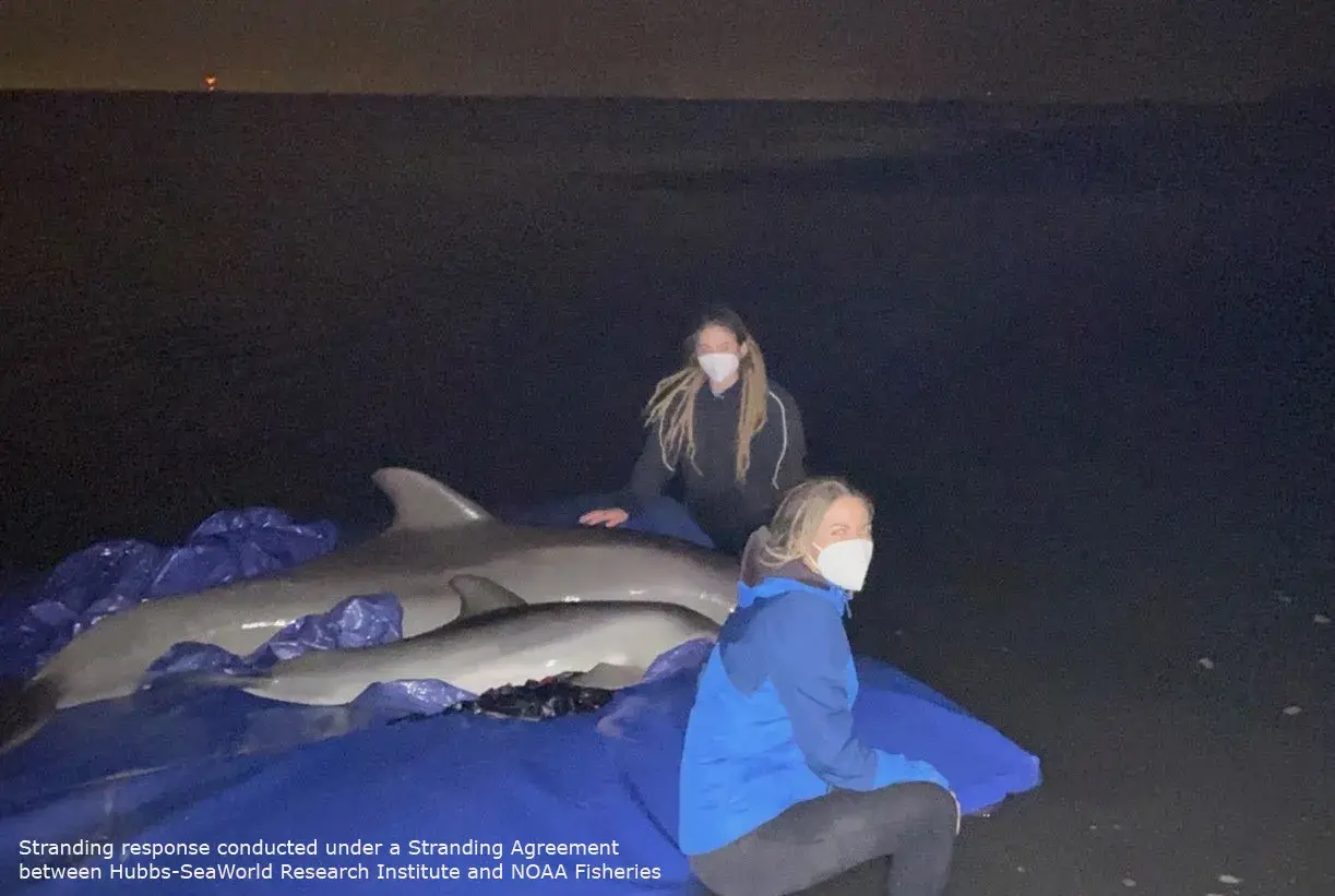 Carli Collins with Dolphins